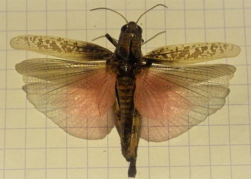 Calliptamus sp.